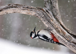      2048x1463 , , great, spotted, woodpecker, , 