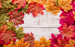      2880x1800 , ,  ,  , leaves, autumn, wood, background, , maple, , , , 