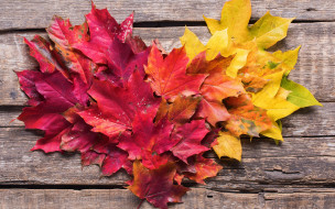 , , , , colorful, , wood, background, autumn, leaves, , maple
