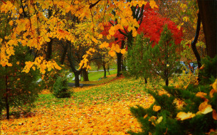 , , , , autumn, , park, leaves, colors, trees, fall, 