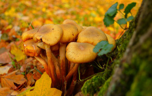     3000x1901 , , mushrooms, leaves, autumn, , fall, 