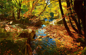      3002x1922 , , , flow, leaves, forest, colors, autumn, fall, , , , , 