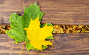      2880x1800 , , , , maple, , leaves, autumn, wood, , colorful