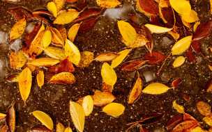      2880x1800 , , , colorful, autumn, leaves, 
