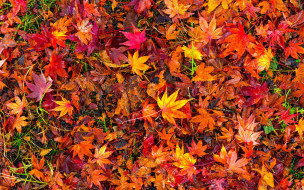      2880x1800 , , maple, , leaves, autumn, background, , colorful, , , red