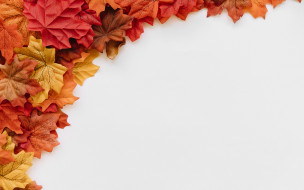      2880x1800 , ,  ,  , maple, , leaves, autumn, background, colorful, , , 