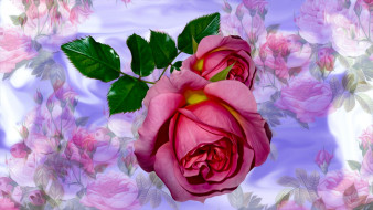 ,  , , , 