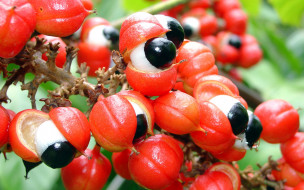 guarana, , 