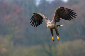 ,  - , eagle, flight, feathers