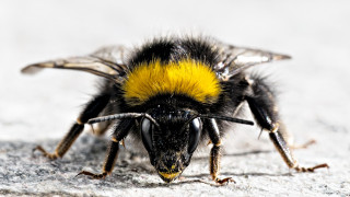 Bumblebee     1920x1080 bumblebee, , , , , , 
