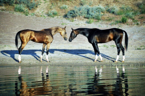 животные, лошади, кони, ахалтекинцы, озеро