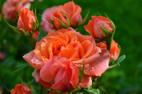      3000x1995 , , orange, roses