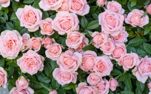  обои для рабочего стола 2560x1600 цветы, розы, бутоны, розовые