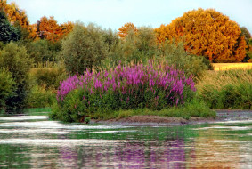 природа, реки, озера, река, деревья, осень
