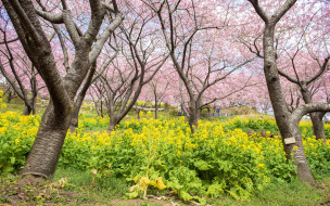      2880x1800 , ,  , , , , , pink, blossom, park, tree, sakura, cherry, spring