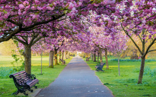 , ,  , , , , , , pink, blossom, park, tree, sakura, cherry, spring, bench