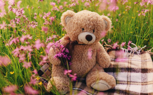      2880x1800 , , , , , love, field, heart, pink, flowers, romantic, spring, teddy, bear, cute, meadow