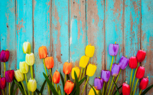      2880x1800 , ,  ,  , , , colorful, , wood, flowers, tulips, grunge