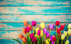 , ,  ,  , , , colorful, , wood, flowers, tulips, grunge