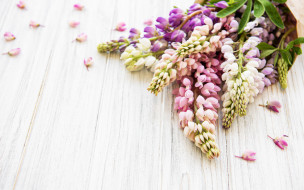      2880x1800 , , wood, pink, flowers, , lupine