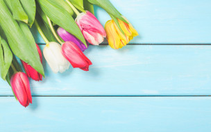      2880x1800 , , colorful, wood, flowers, tulips, spring