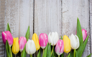      2880x1800 , , , colorful, wood, pink, flowers, tulips