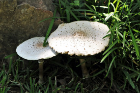 природа, грибы, гриб, зонтик