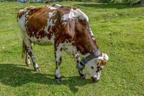      1920x1280 , ,  , alpine, milk, cow