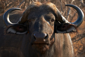 African Buffalo     1920x1280 african buffalo, , ,  , african, buffalo, , , , , , 