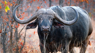 African Buffalo     2133x1200 african buffalo, , ,  , african, buffalo, , , , , , 