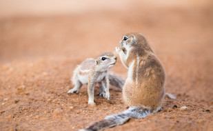      2048x1260 , ,  ,  ,  ,  , southern, african, ground, squirrels