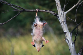 Opossum     2560x1707 opossum, , , , , , , , , 