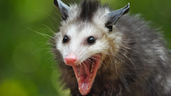 Opossum     2133x1200 opossum, , , , , , , , , 