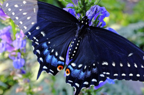 Papilio machaon     2560x1700 papilio machaon, , ,  ,  , papilio, machaon, , , , , , 