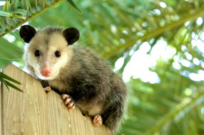 Opossum     2048x1365 opossum, , , , , , , , , 