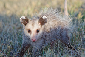 Opossum     2560x1710 opossum, , , , , , , , , 