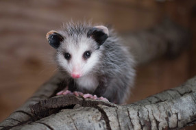Opossum     2560x1701 opossum, , , , , , , , , 