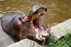 , , , hippopotamus, , , , , , 