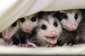 possums, , , , opossum, , , , , , , 