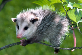 Opossum     1920x1284 opossum, , , , , , , , , 