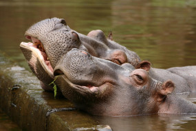     2000x1334 , , , hippopotamus, , , , , , 