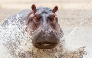 , , , hippopotamus, , , , , , 