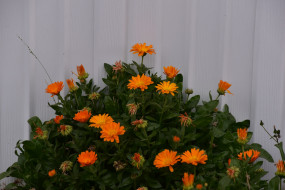 обои для рабочего стола 1920x1281 цветы, календула, оранжевые, ноготки
