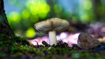 природа, грибы, подгруздок