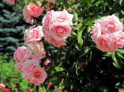  обои для рабочего стола 2560x1920 цветы, розы, куст, розовые