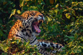 Ягуар Фото Животного В Хорошем Качестве