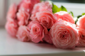 цветы, розы, розовые, нежность