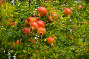      3002x1997 , , pomegranates, , pomegranate, tree