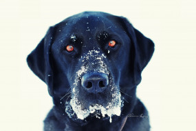 животные, собаки, собака, голова, снег, черная