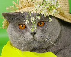 животные, коты, кот, британский, шляпа, цветы